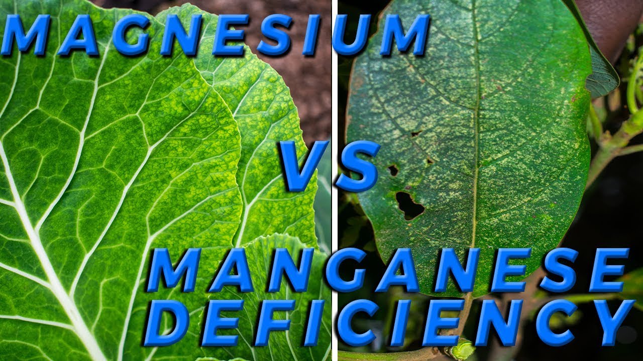 Lesson 5: How to Distinguish Magnesium Vs Manganese Deficiency