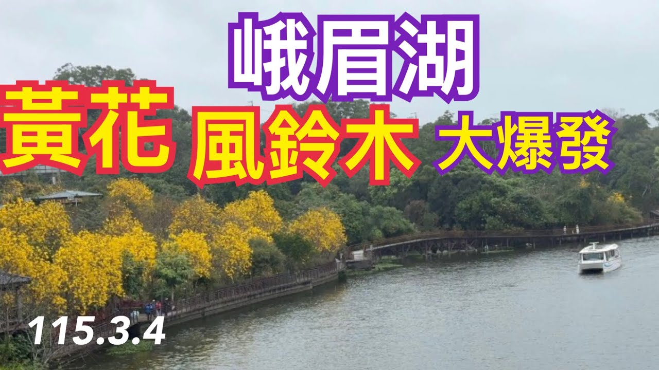 新竹縣峨眉鄉｜峨眉湖環湖步道｜黃花風鈴木花滿開