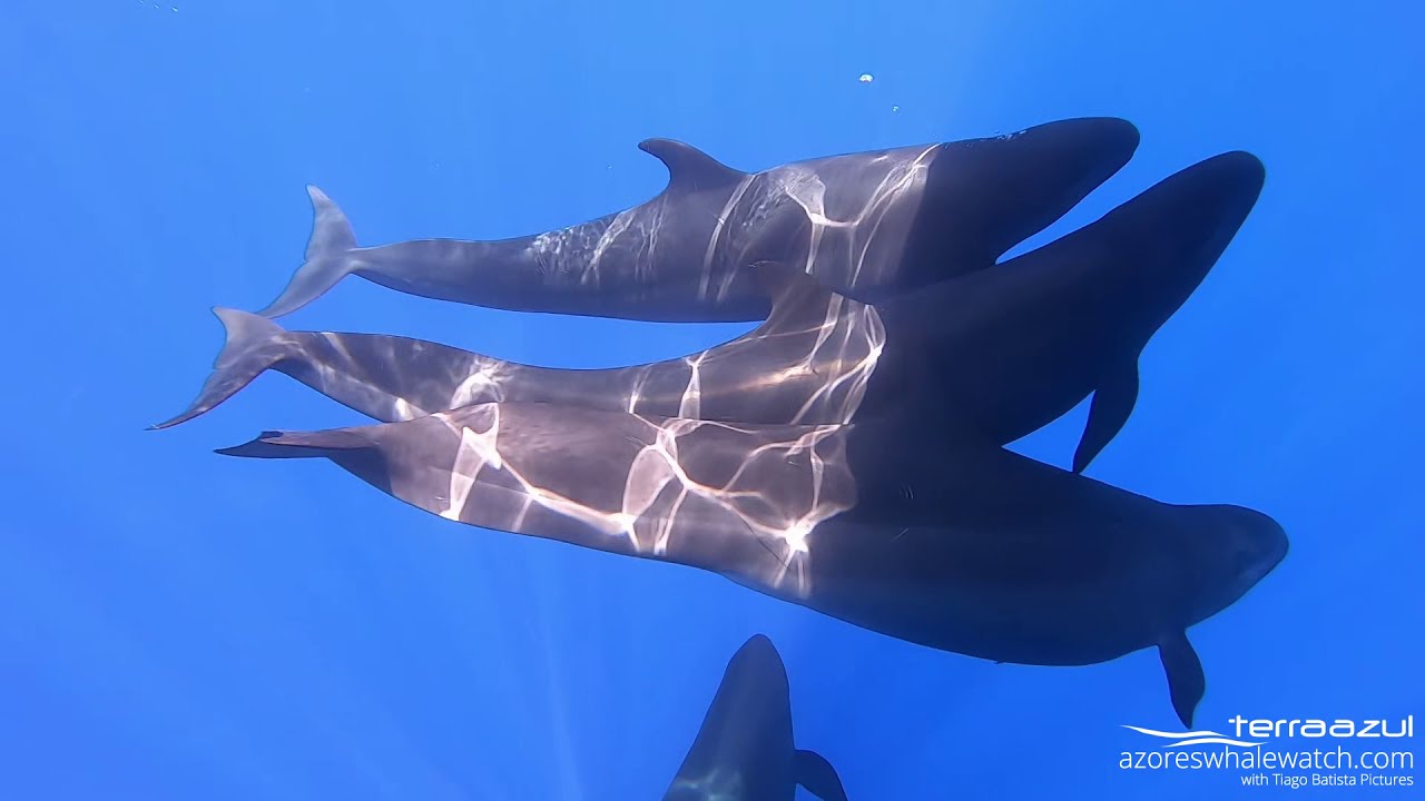 The Sound of False Killer Whales' Hunt in São Miguel, Azores | TERRA AZUL™