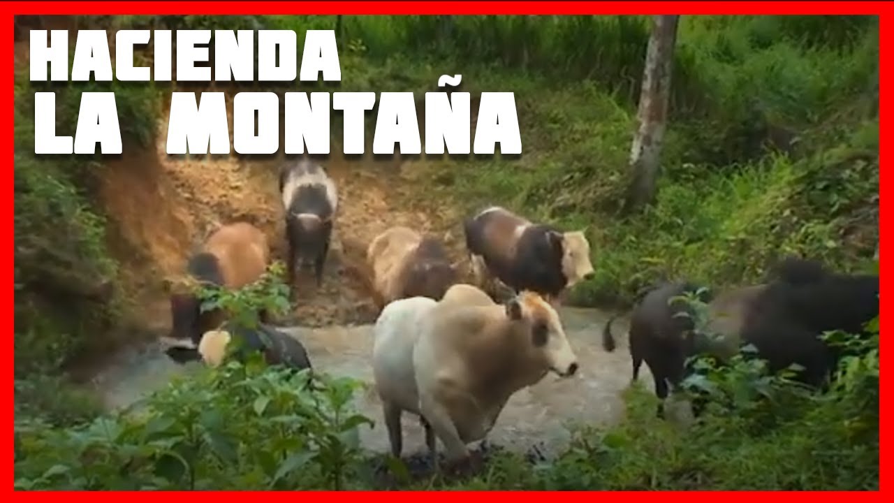 🐮✅ Especial Hda La Montaña - LOS MEJORES TOROS ACET - Ganaderias de Costa Rica