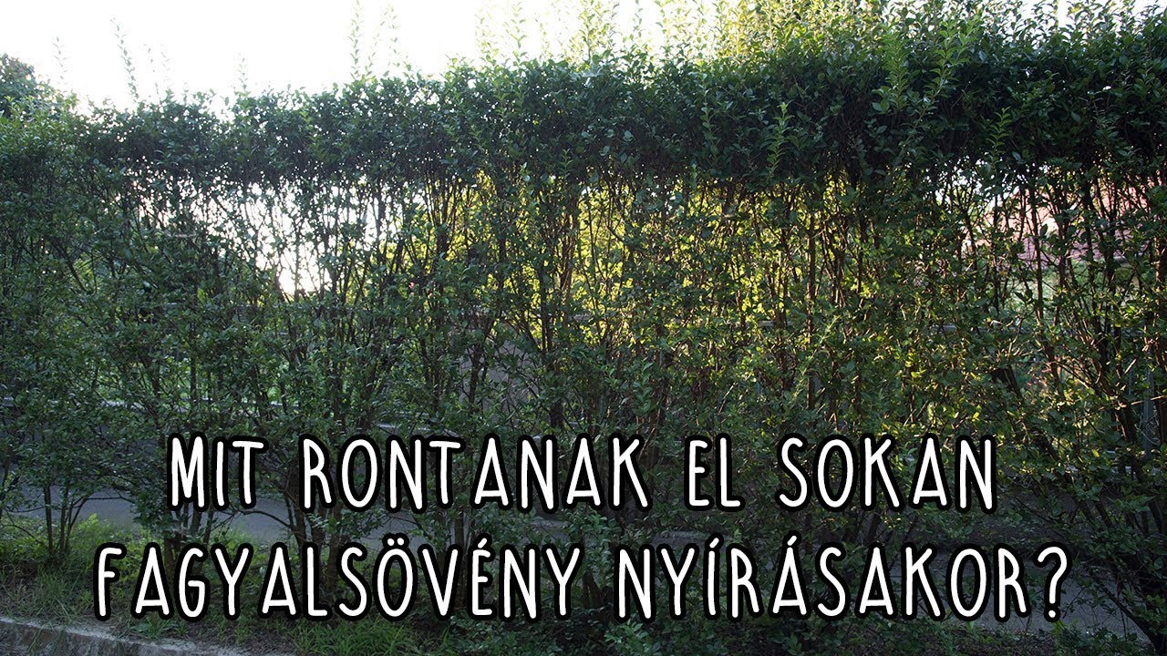 Mit rontanak el sokan fagyals&ouml;v&eacute;ny ny&iacute;r&aacute;sakor?