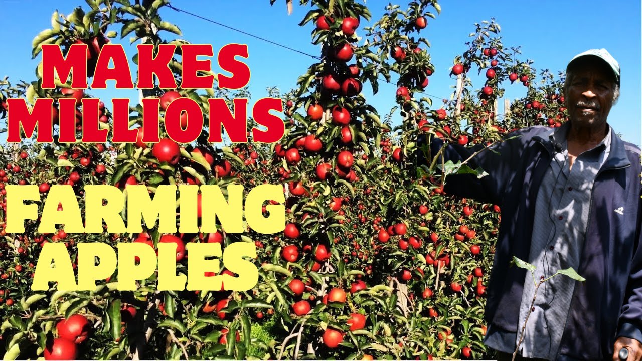 WATCH 80-YEAR-OLD MUYA'S MISSION: MAKING KENYA SELF-SUFFICIENT IN APPLE PRODUCTION