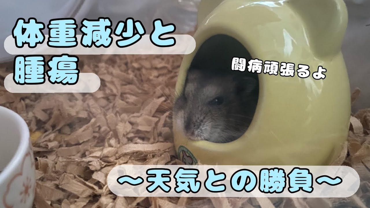 体重減少とお腹の腫瘍【ジャンガリアンハムスター】