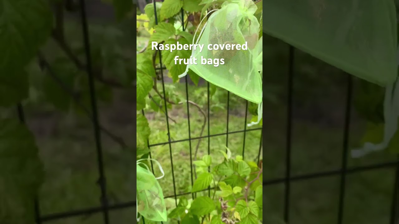 Raspberry with mesh fruit bags. #raspberry #frontyardgarden #fruitbag #gardening