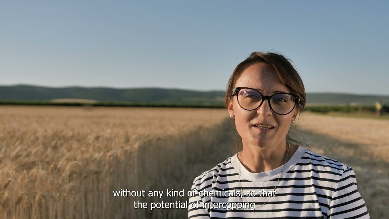 Intercropping of wheat and pea for an on-farm pasta production in Serbia