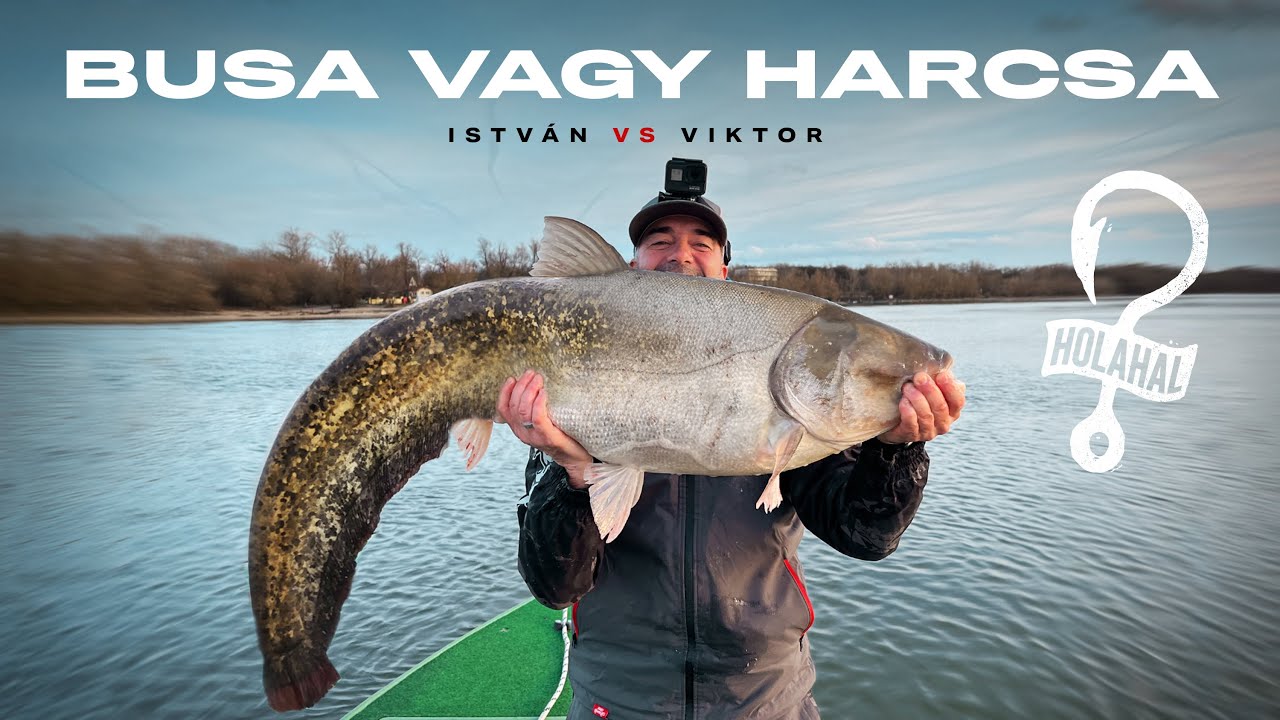 Holahal? 34. - Busa vagy harcsa?