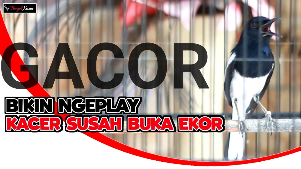 30 MENIT BIKIN KACER SUSAH BUKA EKOR AUTO NGEPLAY KONSLET SENDIRI PAKAI SUARA INI - BONJOL KICAU