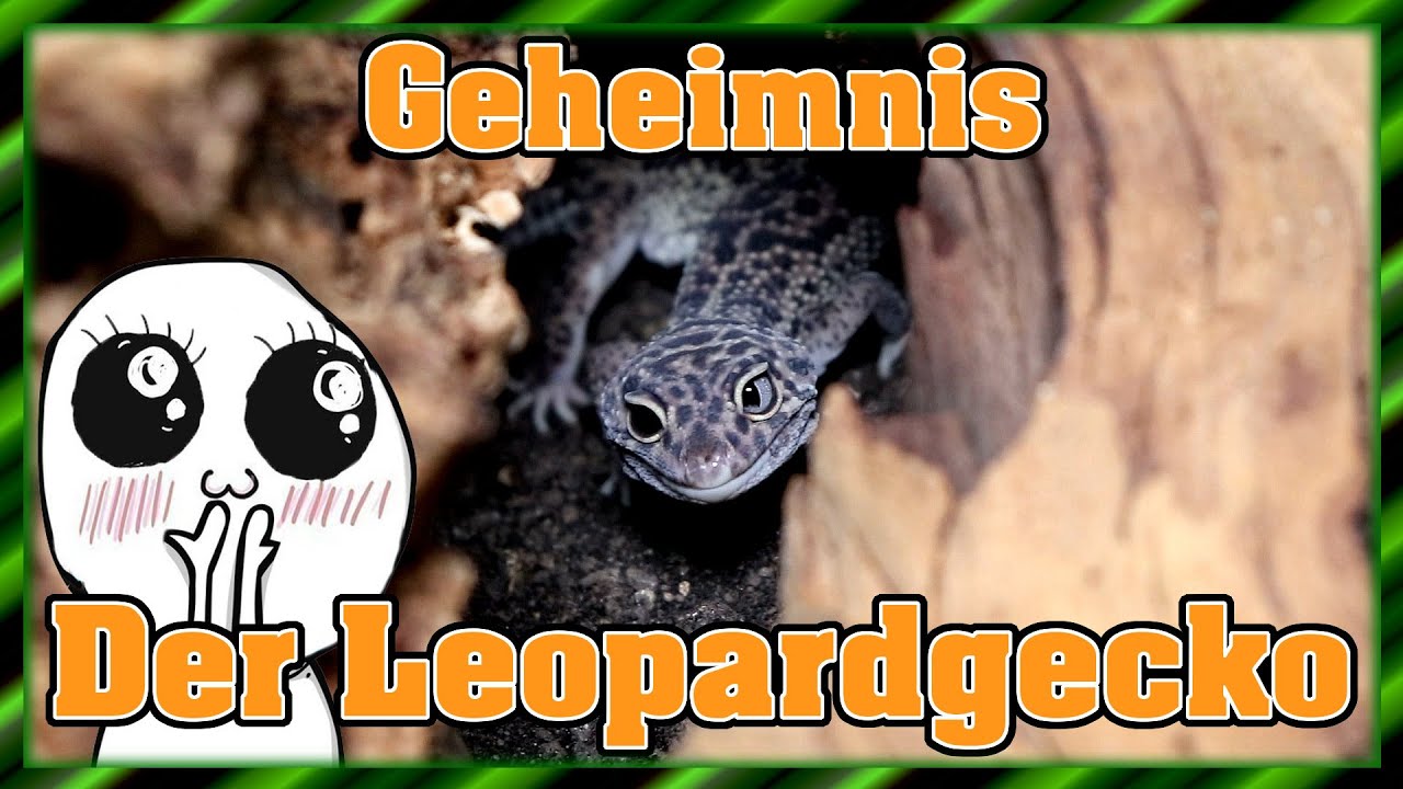 Der geheime Leopardgecko(Eublepharis macularius) | Terrarium einrichten