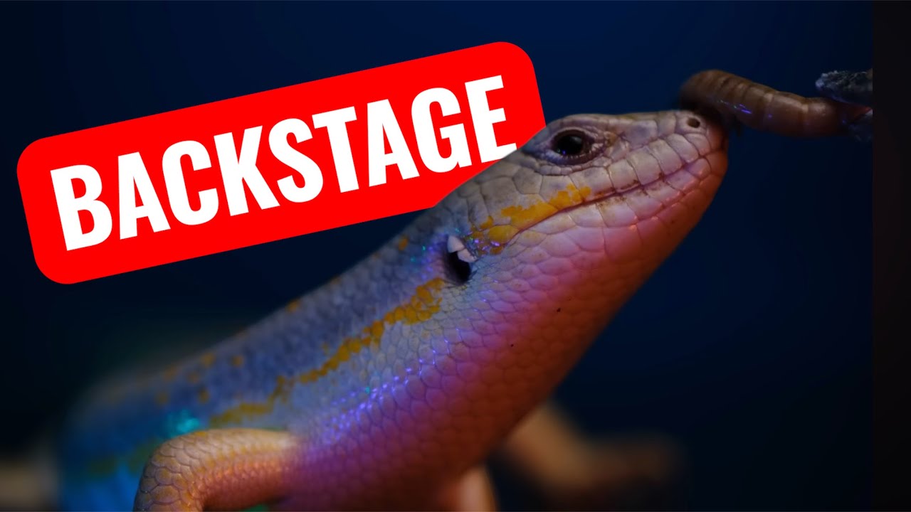 Sürüngen Fotoğraf Çekimi Backstage - Kolaj Video
