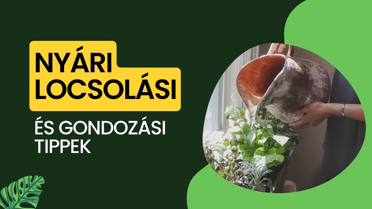 Ny&aacute;ri locsol&aacute;si &eacute;s gondoz&aacute;si tippek szoban&ouml;v&eacute;nyekhez | Let's Leaf