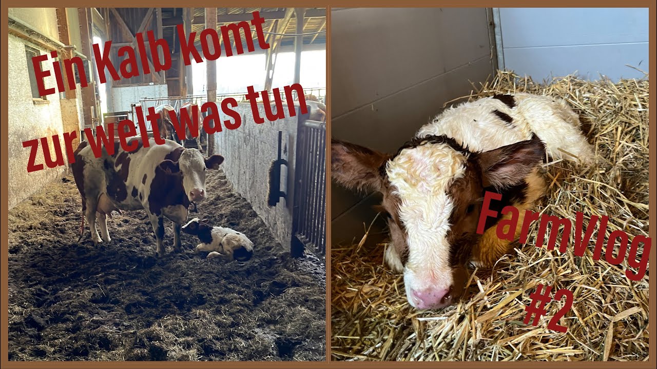 FarmVlog #2 Ein Kalb kommt zur Welt was ist zu tun, Einblick in die Technik