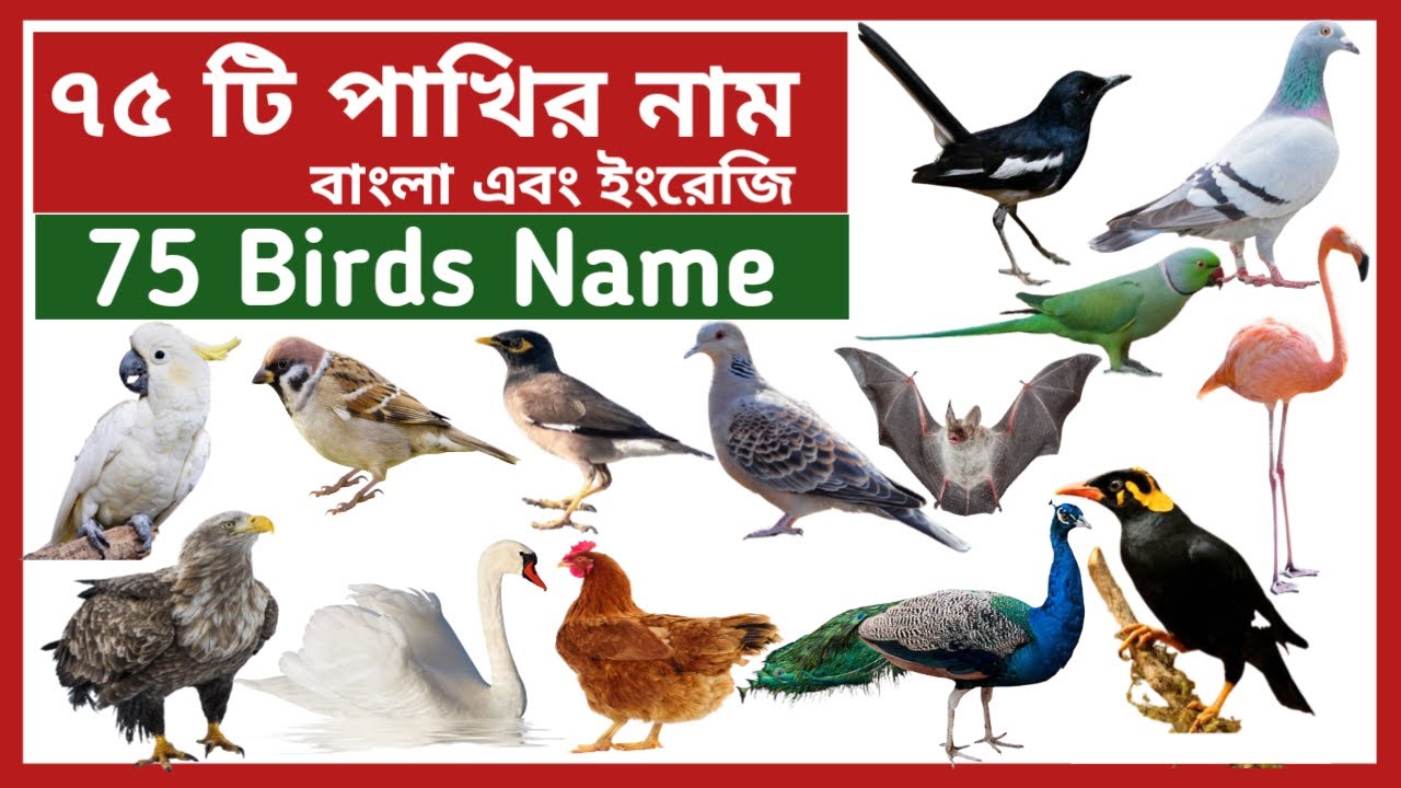 75 Birds Name | ৭৫টি পাখির নাম | Birds Name Bengali to English | বিভিন্ন পাখির নাম বাংলা ও ইংরেজিতে