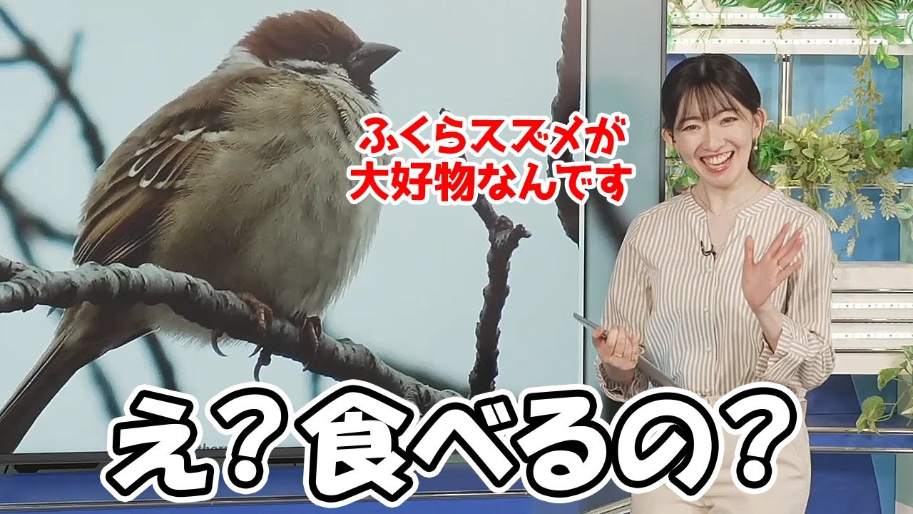 【江川清音】ふくらスズメが大好物という言い方がもう酒のつまみとしてしか聞こえないお天気お姉さん