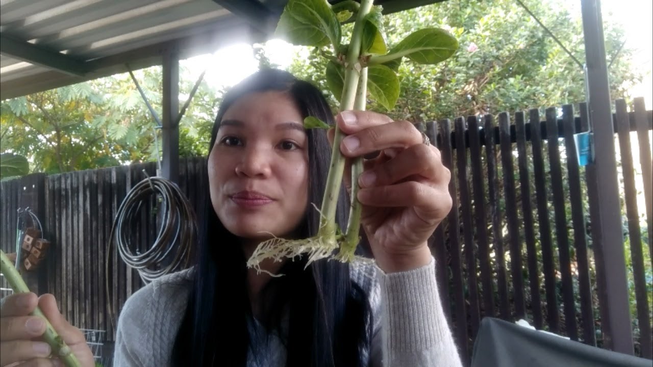 How to propagate Hydrangea in water (easy for beginners)