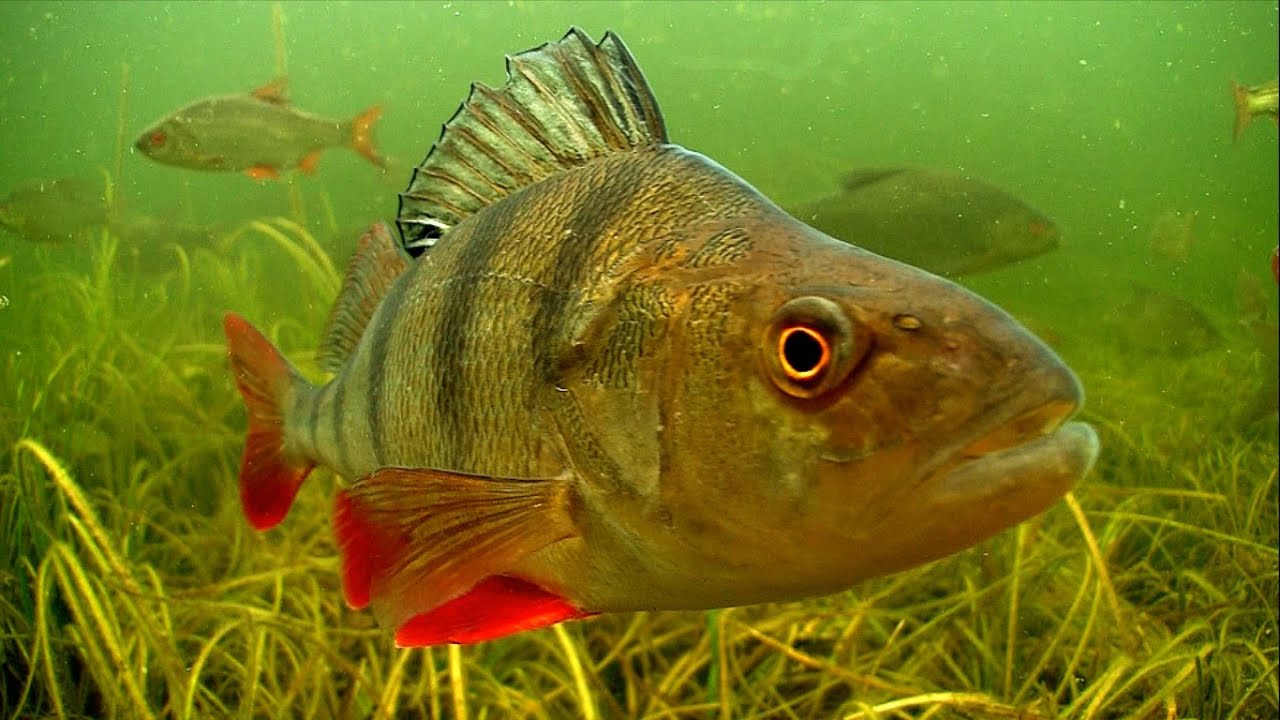 Freshwater underwater world of Ireland.