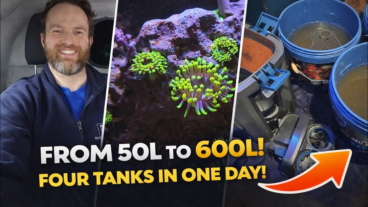 From 50L to 600L | A Full Day Maintaining Tropical & Marine Aquariums 🐠