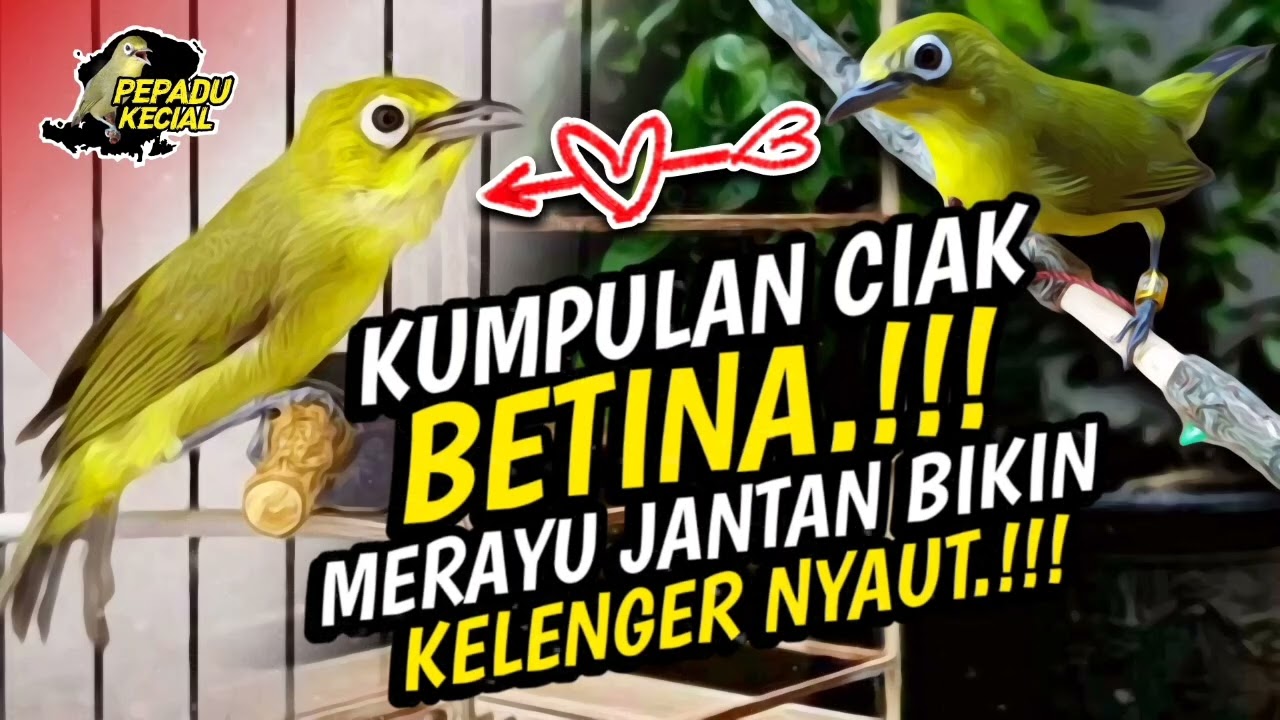 Kumpulan Ciak BETINA Kecial Kuning Ampuh MERAYU JANTAN Bikin KELENGER NYAUT‼️| PEPADU KECIAL