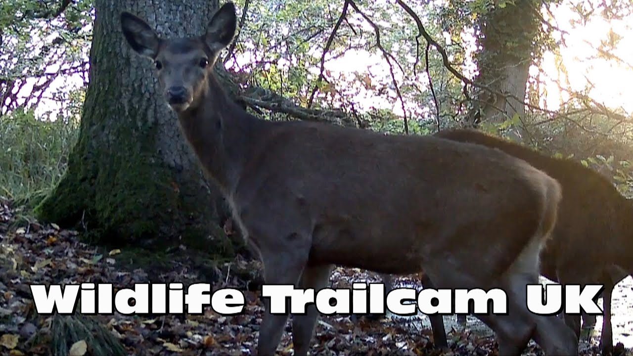 Red deer have a swim! Trail camera Thursday