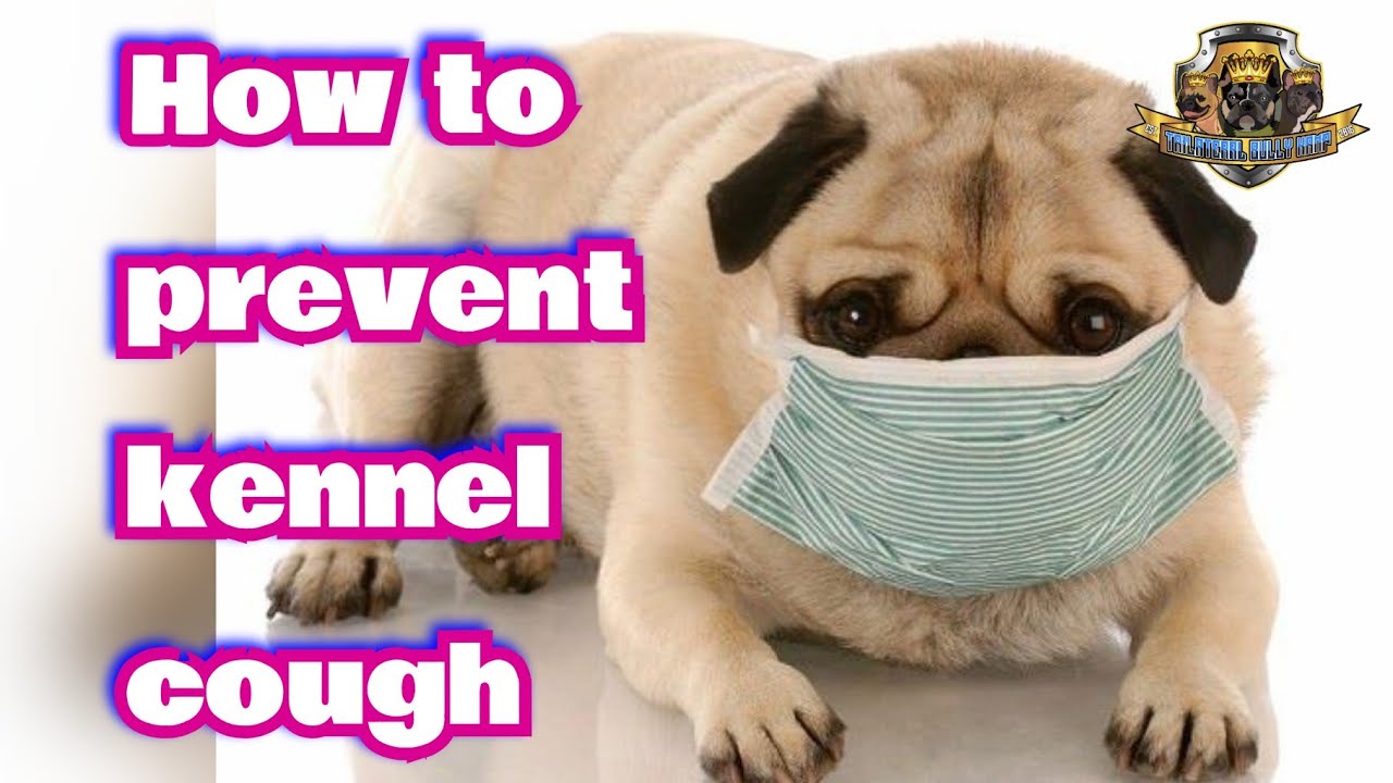 How to prevent kennel cough Part 1 😷 (Helpful dog tips from TBK Wes)