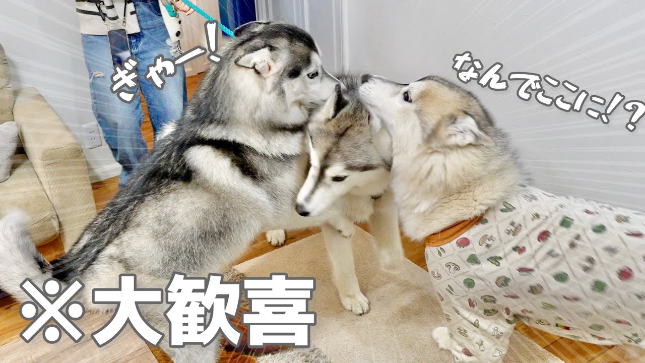 【喜】突然の来客に大興奮し、はしゃぎまくる耳なしハスキー犬がこちら...笑　【シベリアンハスキー】