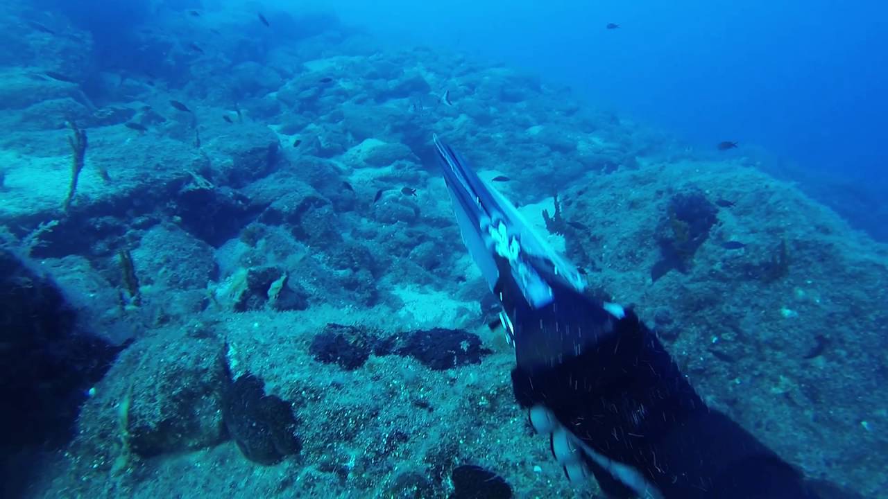 EMRE A.K AEGEAN DEEP SPEARFISHING - WHITE SEA BREAM