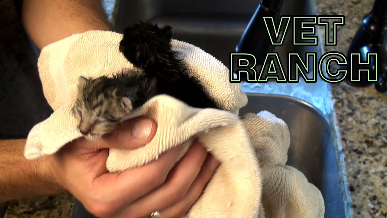 1 Week Old Kittens Rescued