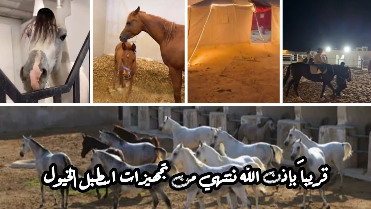 قريبآ بإذن الله ننتهي من تجهيز اسطبل القيصر