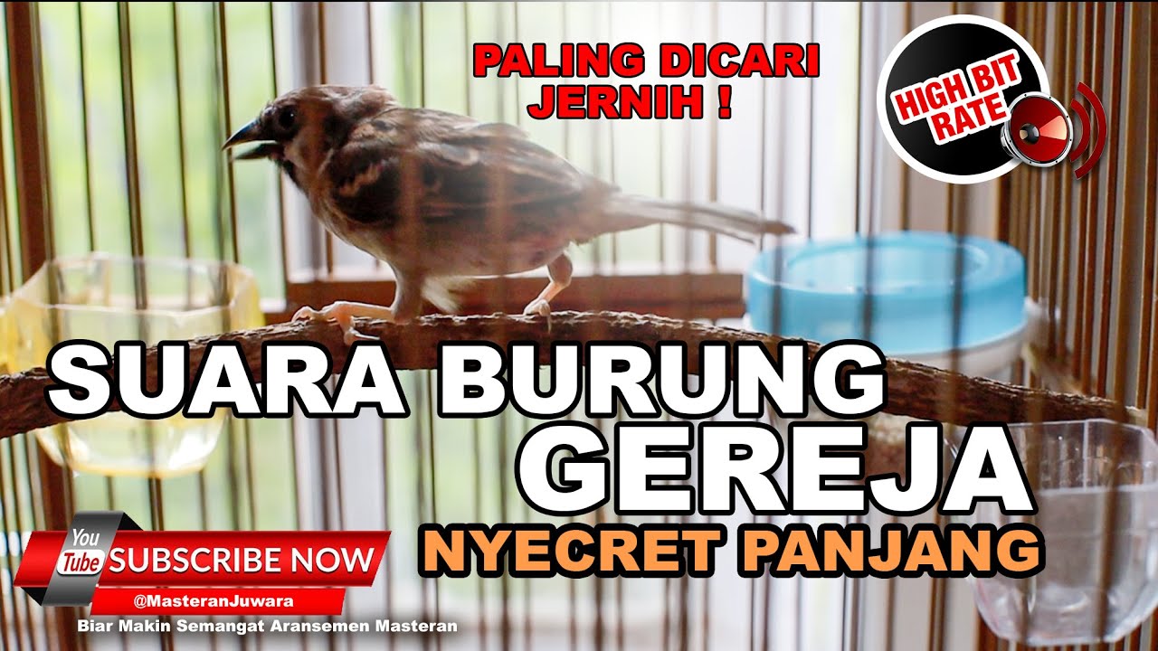 🔴 Suara Burung Gereja Nyecret Panjang Masteran Burung Gereja Tarung Sangat Cocok untuk Pikat