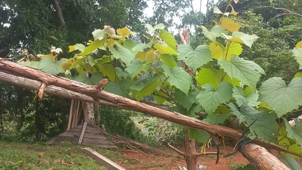 Planta de uva 😍 En si Dios quiere😱