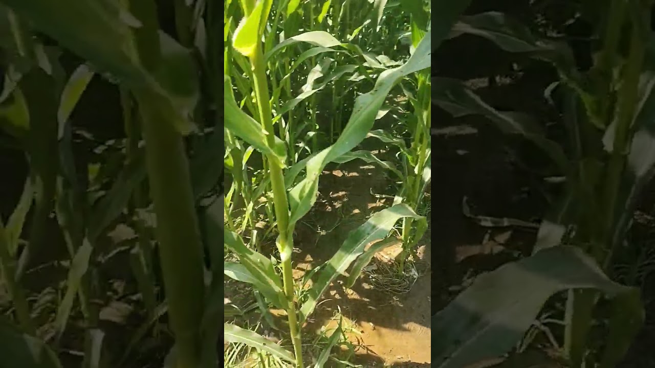 Save formers 🌽🍅🌲🌳