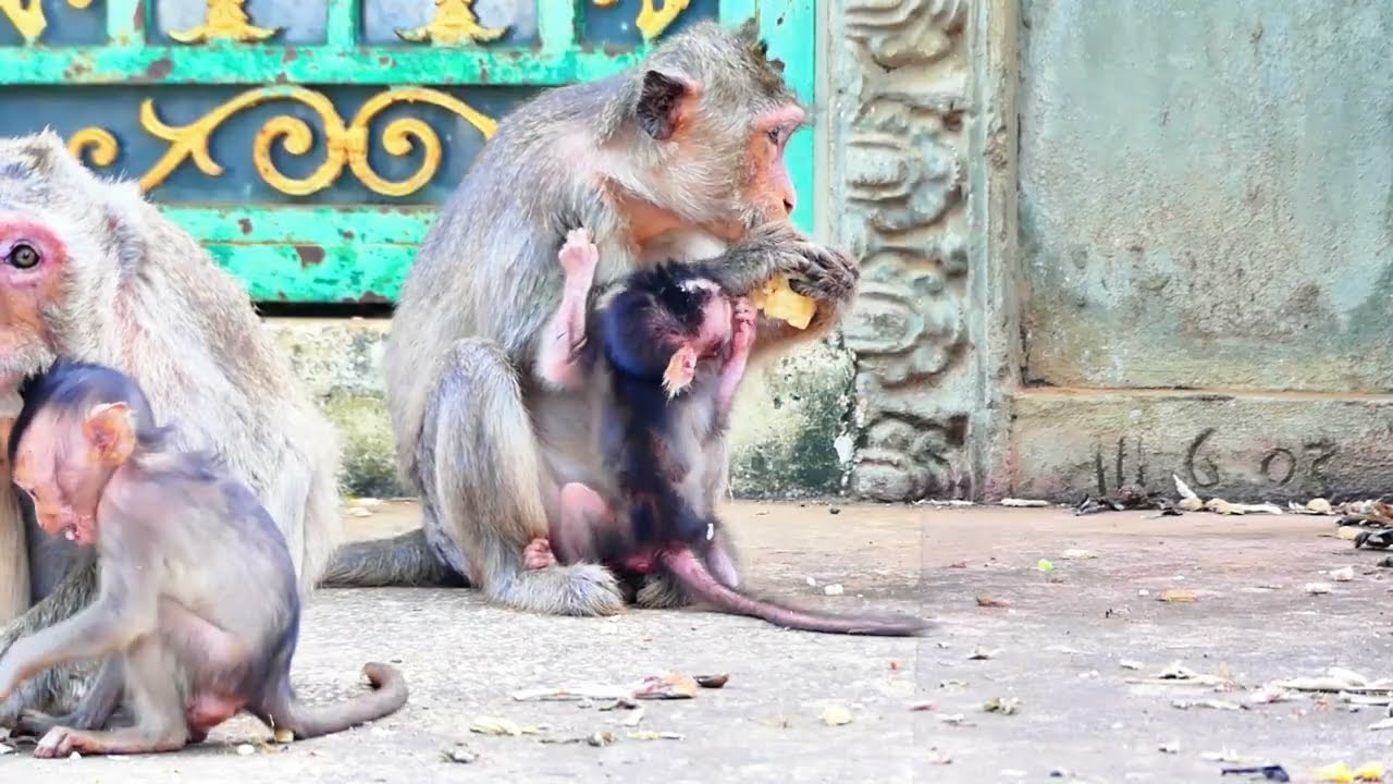 So Pitiful… Baby Monkey Kidnapped Right in Front of Its Mother