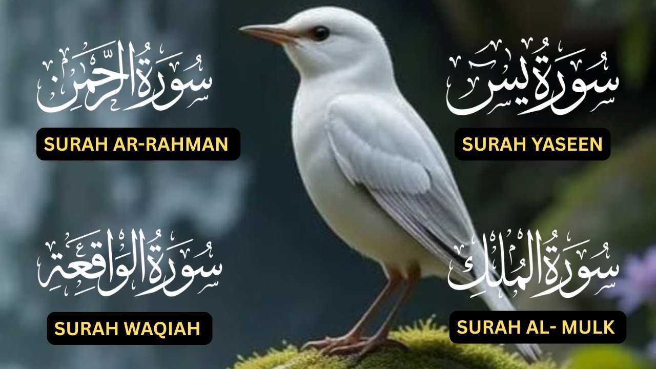 Surah Yaseen♥️, Surah Rahman♥️, Surah Waqiah♥️, Surah Al Mulk♥️| Beautiful  Peacefull Voice ❤️