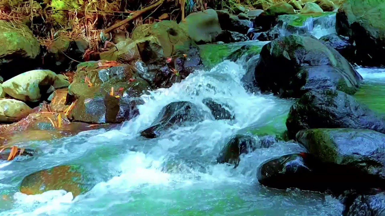 Soothing Forest Ambience | Flowing River Sounds for Focus & Calm