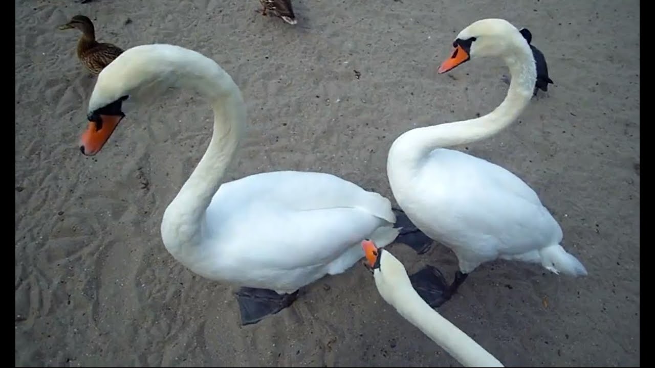 🦢 Swan Sound III 🦢 by ani male