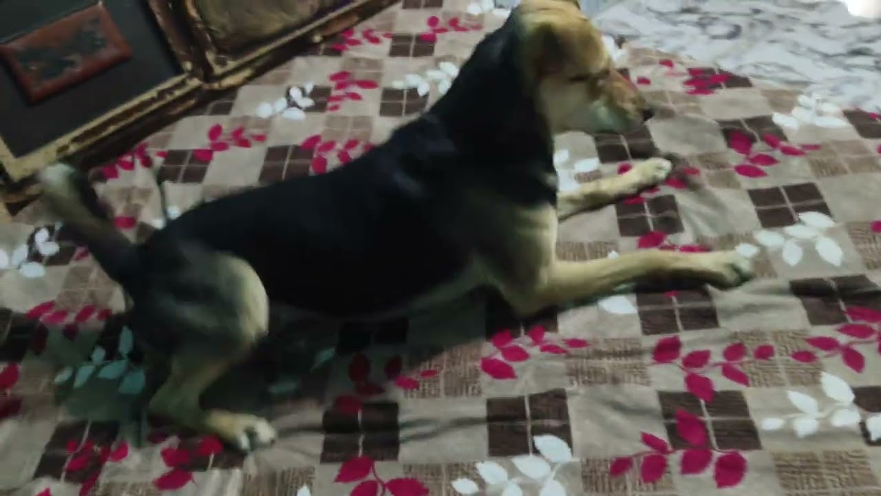 ड्रामेबाज 🐶 doge... रिया की फुल मस्ती. doge love. Doge Life 🐕. animal 