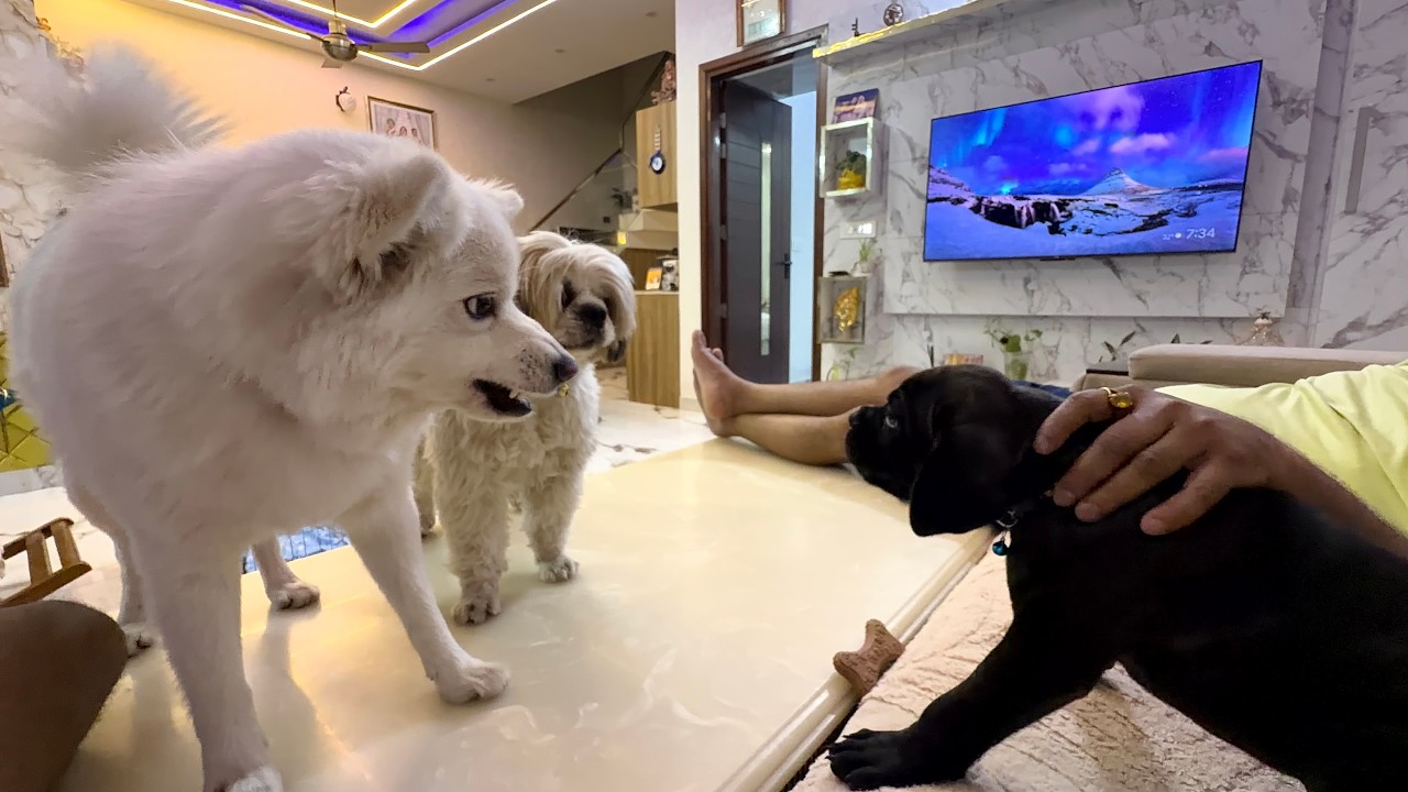 Aj dono ki masti fight mein badal gayi… Sultan chota par powerful hai! 🐶⚡ || 139