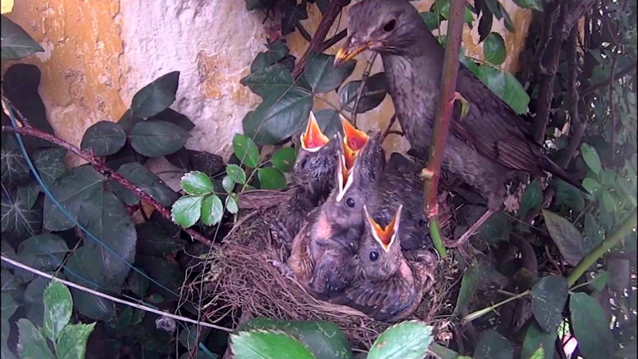 Nido di merlo ( turdus merula). Cova - schiusa - allevamento - involo
