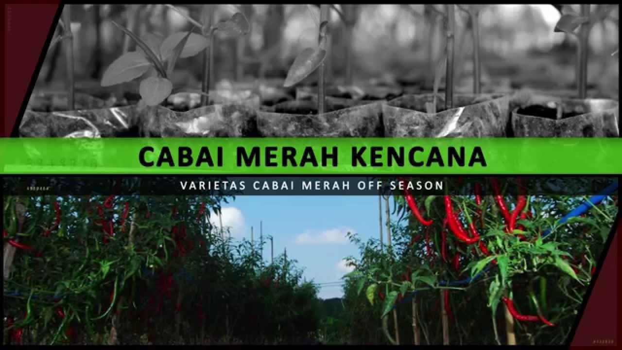Cabai Merah Kencana : Varietas Cabai off session