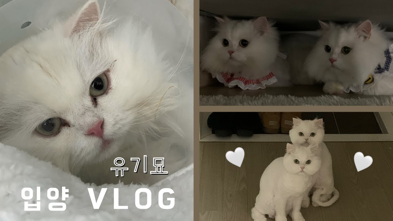 [입양 브이로그] 애니멀호더로부터 구조된 페르시안 형제 유기묘 입양 이야기 ♡‧₊˚🐈🤍