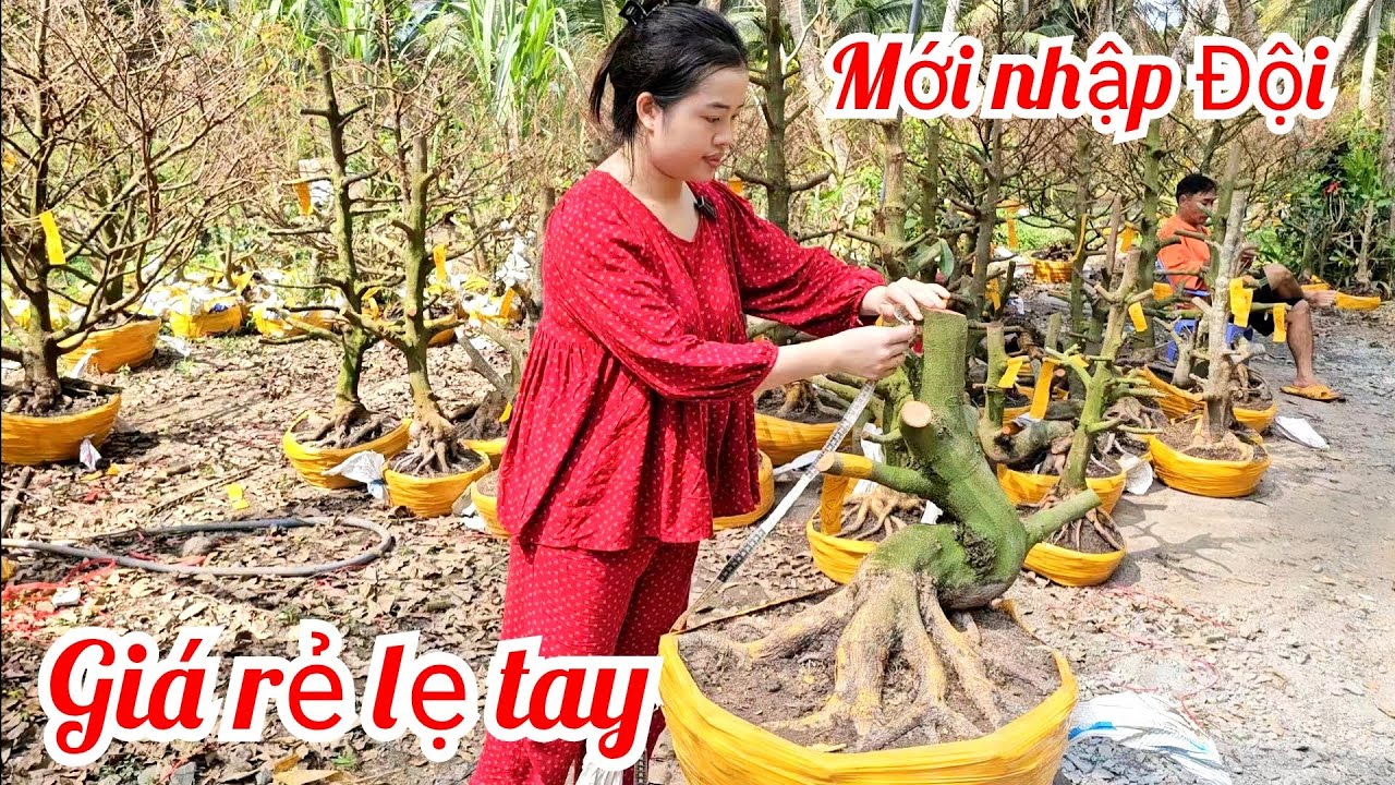 Em Như 📲 0386768133 mới nhập đội phôi mai vàng hoành to giá rẻ 11/2 Chợ Gạo (@MaivàngQuêdừa)
