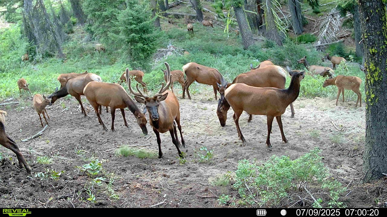 Trail Camera Footage From Idaho's Backcountry | 2025 Week 28