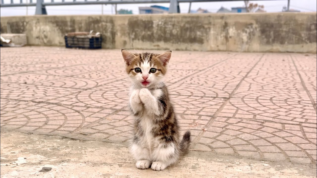 A lost kitten finds its way home, frightened and lonely, Until a gentle hand reached out to save him