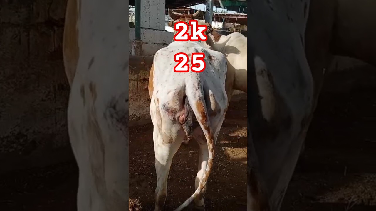 mola karle qabool qurbani Karen ge Dil se karen ge #shorts#viralvideo#2025