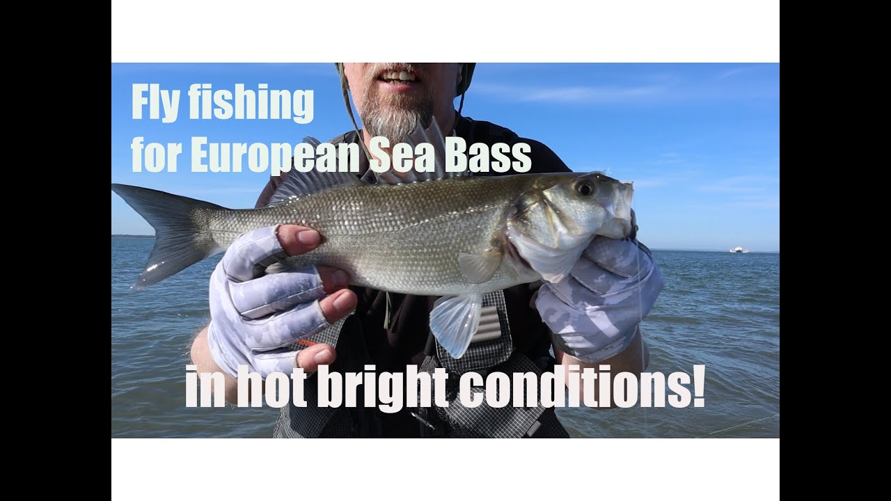 Saltwater fly fishing for European Sea Bass