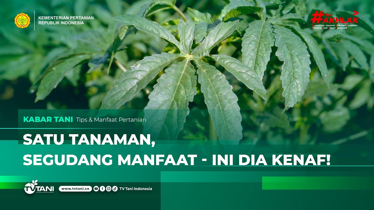Menguak Fakta Unik dan Potensi Tanaman Kenaf