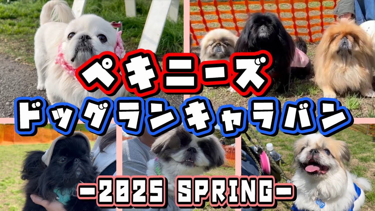【25/4月ﾍﾟｷﾆｰｽｴﾘｱ@横浜港ｼﾝﾎﾙﾀﾜｰ】ﾍﾟｷﾆｰｽﾞが大集合！愛犬と一緒にペキまみれになった一日！