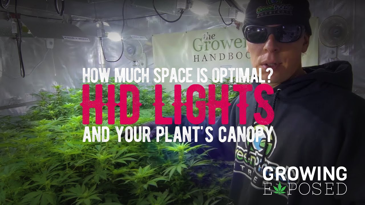 HID Light Spacing - Growing Tips 05