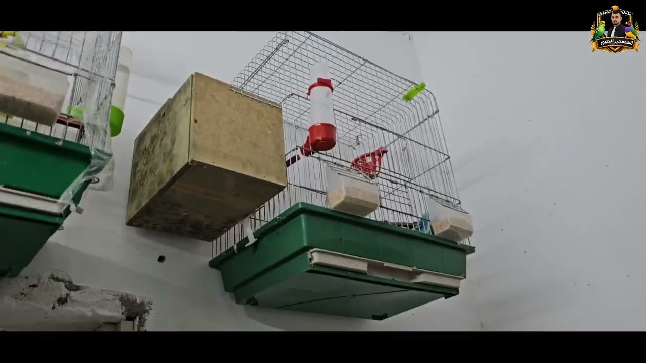 36#/جواز جديده 🐦🐦ما شاء الله 