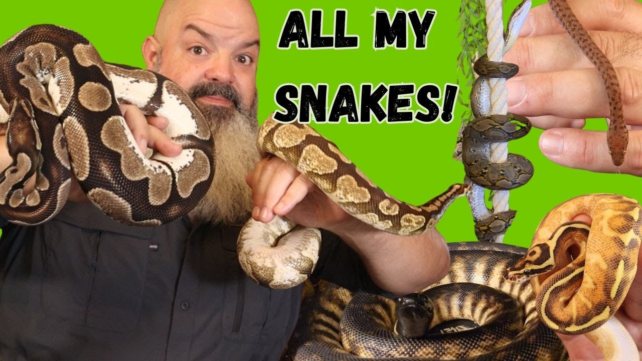 Полный тур Snake Tour с обновлениями для ВСЕХ