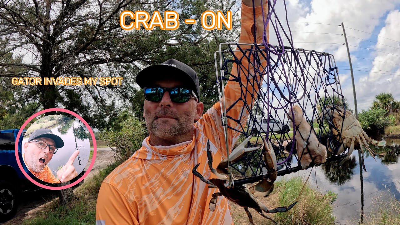 Crazy blue crab action. (gator invades my spot!) New locations paid off.